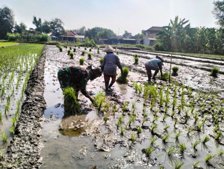 Babinsa Koramil 0816/01 Sidoarjo Dampingi Petani untuk Wujudkan Ketahanan Pangan