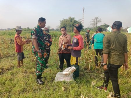 Koramil 0816/01 Sidoarjo Panen Perdana Jagung di Kelurahan&nbsp;Urangagung